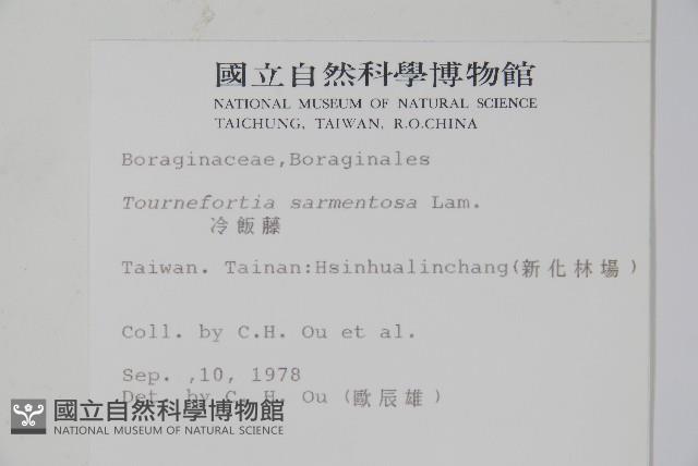 冷飯藤藏品圖，第2張