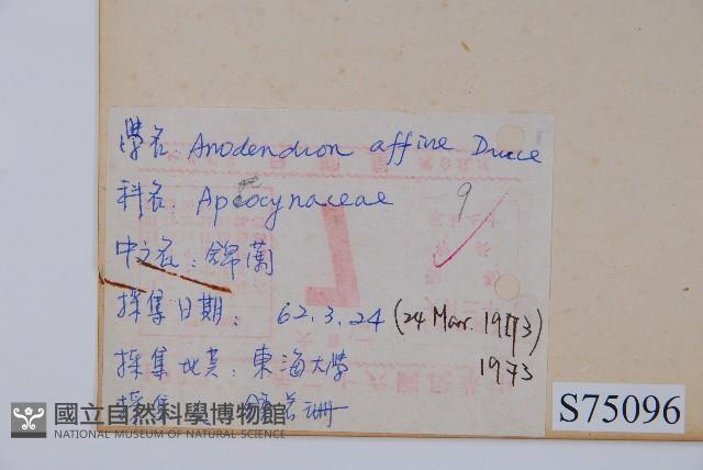 小錦蘭藏品圖，第2張