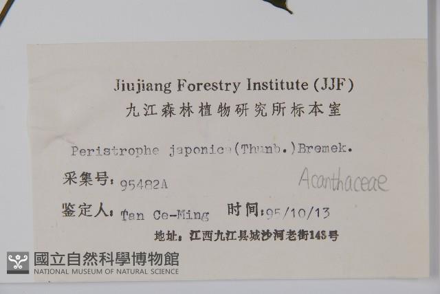 九頭獅子草藏品圖，第2張