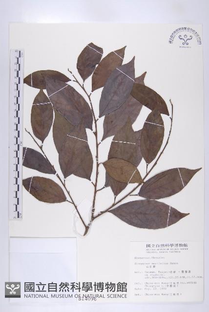 山紅柿藏品圖，第1張