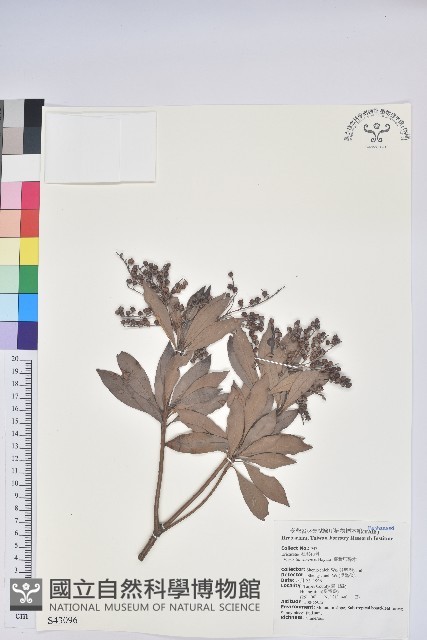 臺灣馬醉木藏品圖，第1張