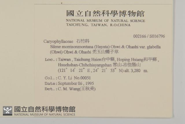 禿玉山蠅子草藏品圖，第2張