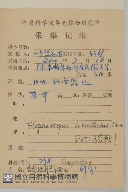 白花地膽草藏品圖，第2張