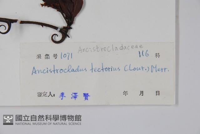 山小桔藏品圖，第2張