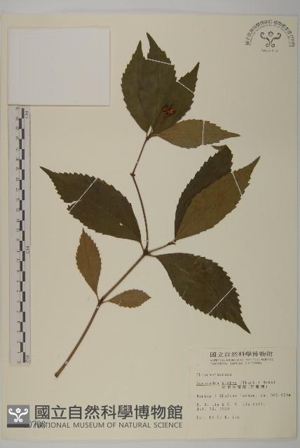 草珊瑚、紅果金粟蘭藏品圖，第1張