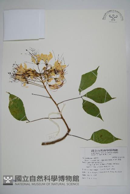 魚木藏品圖，第1張