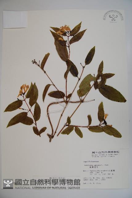 阿里山忍冬、漸尖葉忍冬藏品圖，第1張