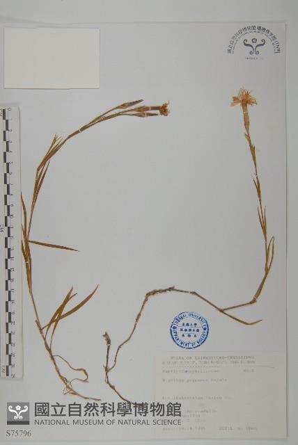 玉山石竹藏品圖，第1張