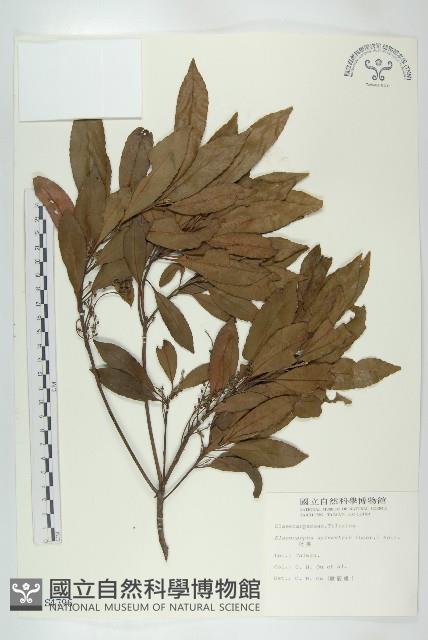 杜英、山杜英、蘭嶼杜英藏品圖，第1張