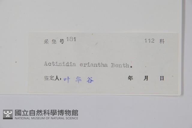 毛花楊桃藏品圖，第2張