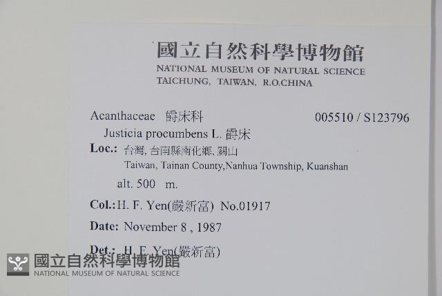 爵床藏品圖，第2張