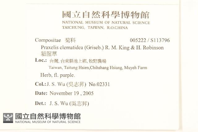 貓腥草藏品圖，第2張