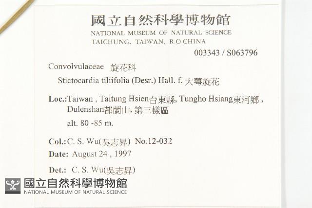 大萼旋花藏品圖，第2張