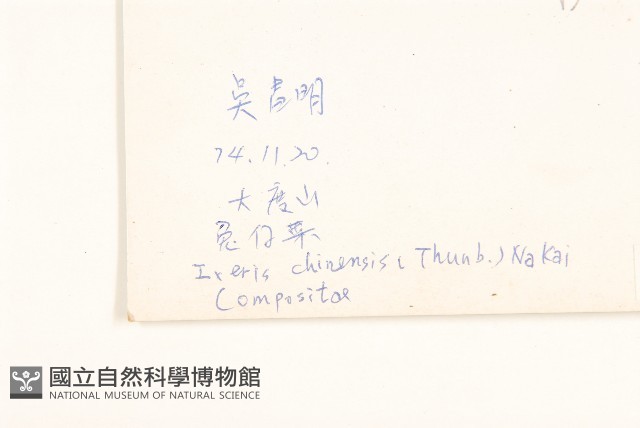 兔仔菜藏品圖，第2張