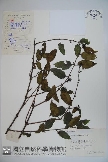 裡白忍冬、紅腺忍冬藏品圖，第1張