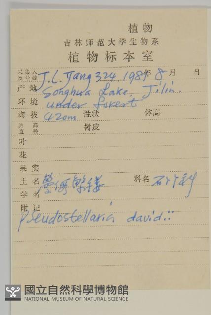 蔓假繁縷藏品圖，第2張