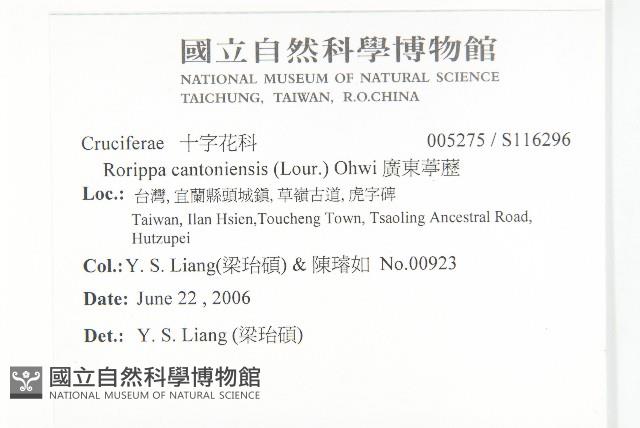 廣東葶藶藏品圖，第2張