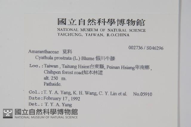 假川牛膝藏品圖，第2張