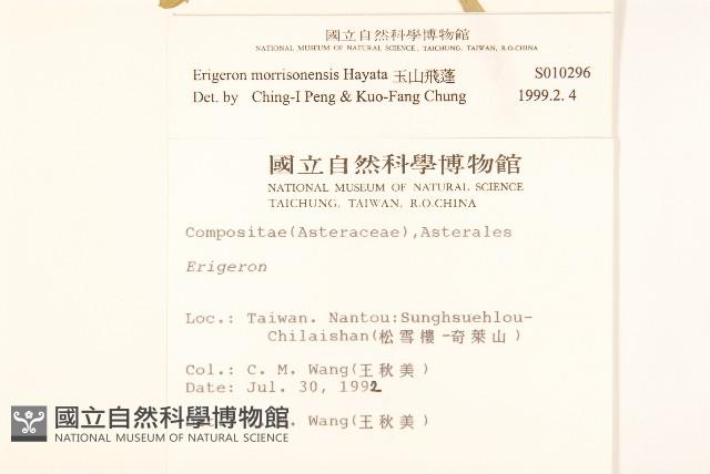 玉山飛蓬藏品圖，第2張