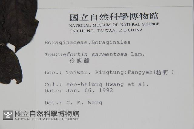 冷飯藤藏品圖，第2張