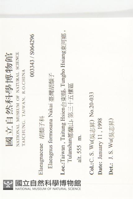 臺灣胡頹子藏品圖，第2張