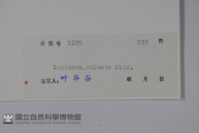 蕊帽忍冬藏品圖，第2張