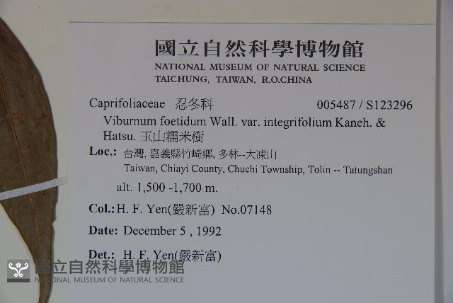 玉山糯米樹藏品圖，第2張