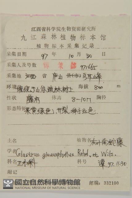 灰葉南蛇藤藏品圖，第2張