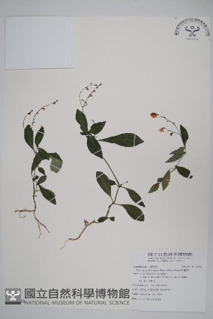 針刺草藏品圖，第1張