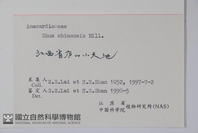 鹽膚木藏品圖，第2張