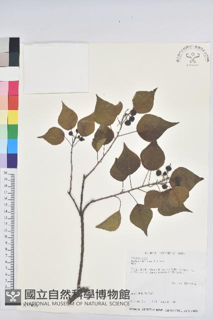 烏臼藏品圖，第1張