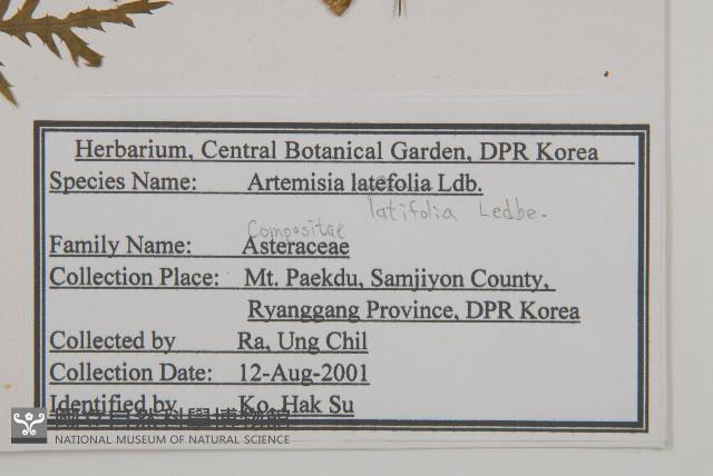 角菜、珍珠菜藏品圖，第2張