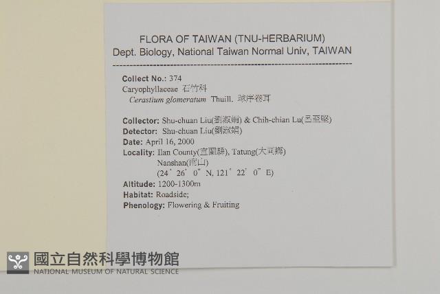 球序卷耳藏品圖，第2張