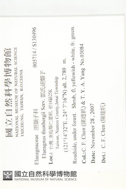 鄧氏胡頹子藏品圖，第2張