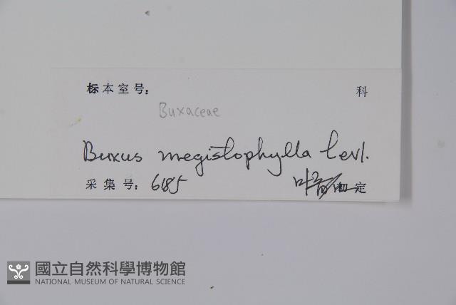大葉黃楊藏品圖，第2張