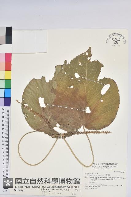 蘭嶼鐵莧、綠島鐵莧藏品圖，第1張