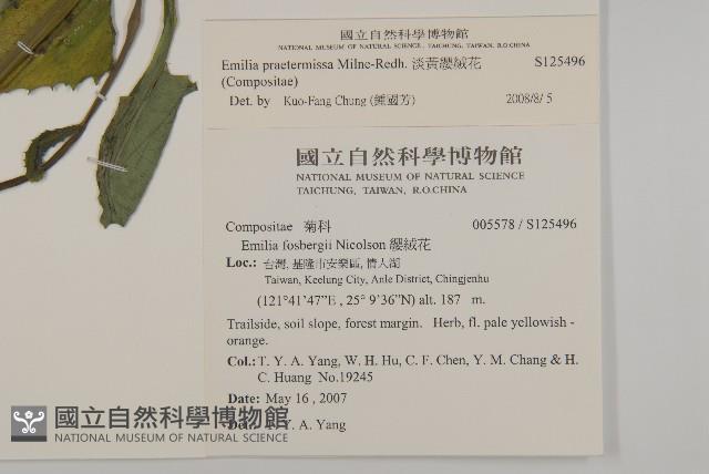 粉黃纓絨花藏品圖，第2張