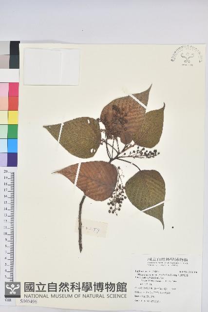 紅肉橙蘭、華血桐藏品圖，第1張