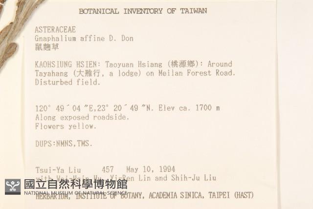 鼠麴草藏品圖，第2張