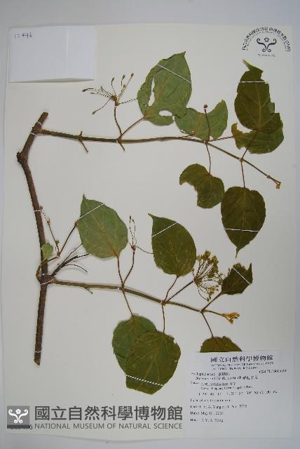 華他卡藤藏品圖，第1張