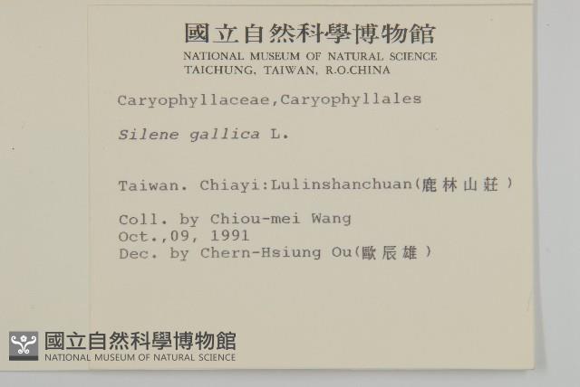 匙葉麥瓶草藏品圖，第2張