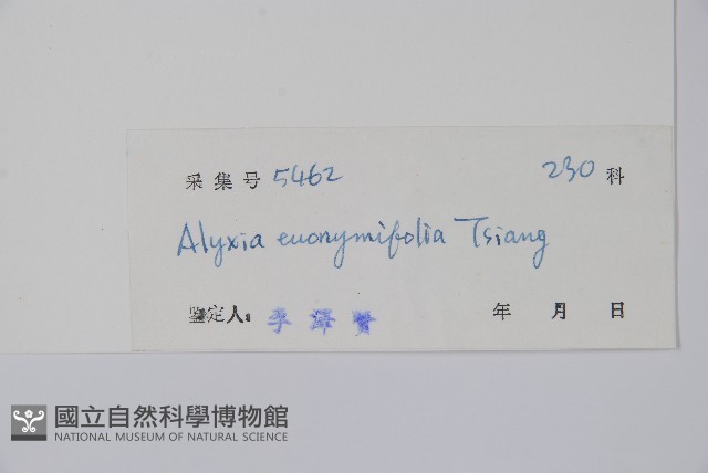 衛矛葉鏈珠藤藏品圖，第2張