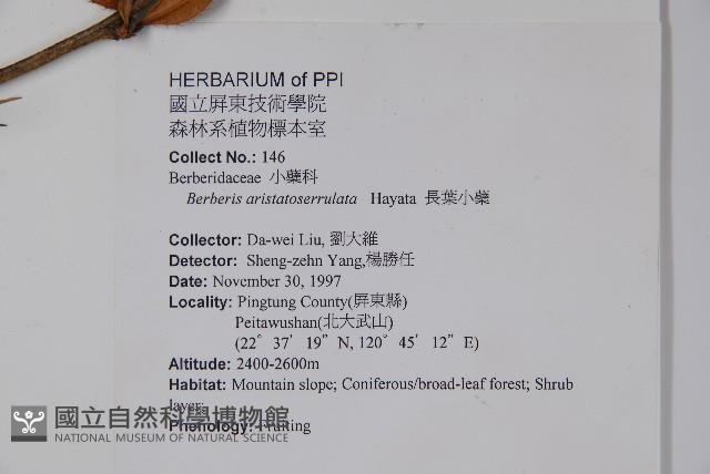 長葉小蘗藏品圖，第2張