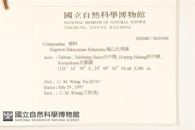 福山氏飛蓬藏品圖，第2張