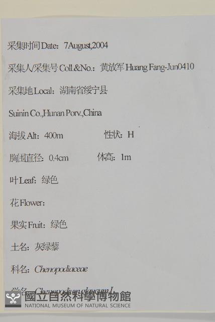 灰綠藜藏品圖，第2張