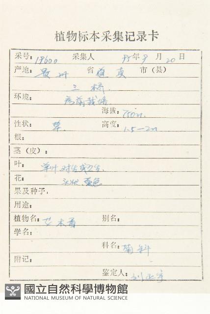 土木香藏品圖，第2張