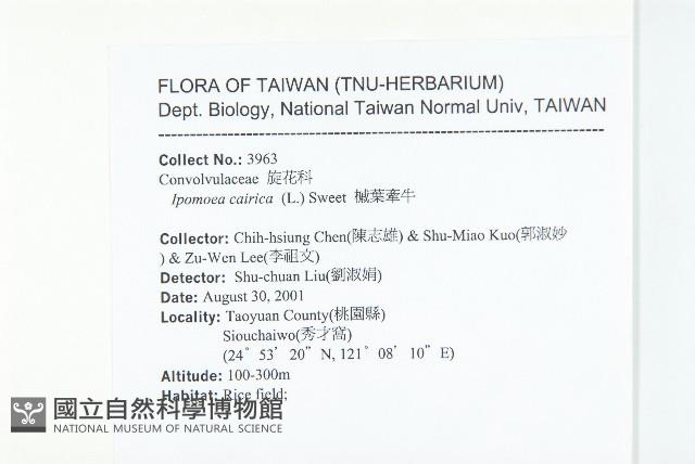 番仔藤藏品圖，第2張