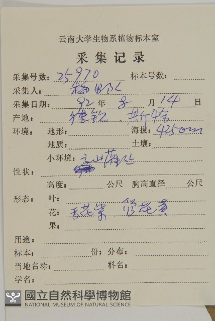 緣毛紫菀藏品圖，第2張