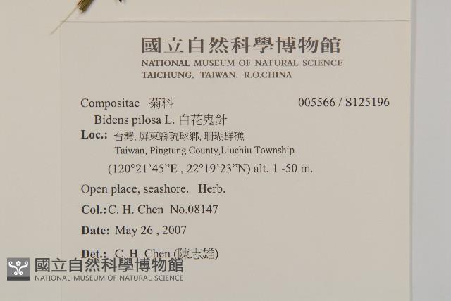 白花鬼針藏品圖，第2張