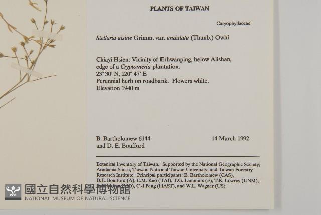 天蓬草、雀舌草藏品圖，第2張